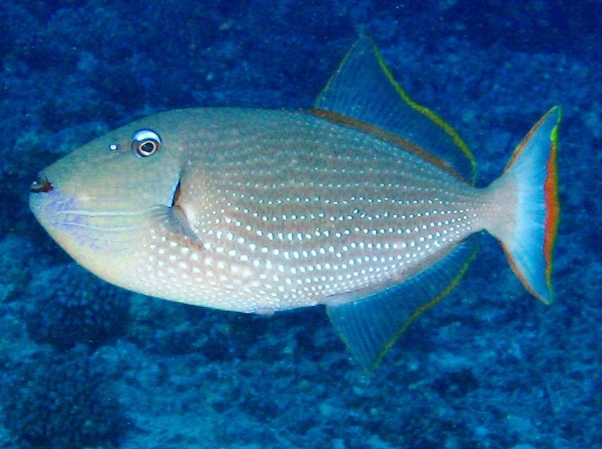 Xanthichthys auromarginatus (Pesce balestra blu dal bordo oro)